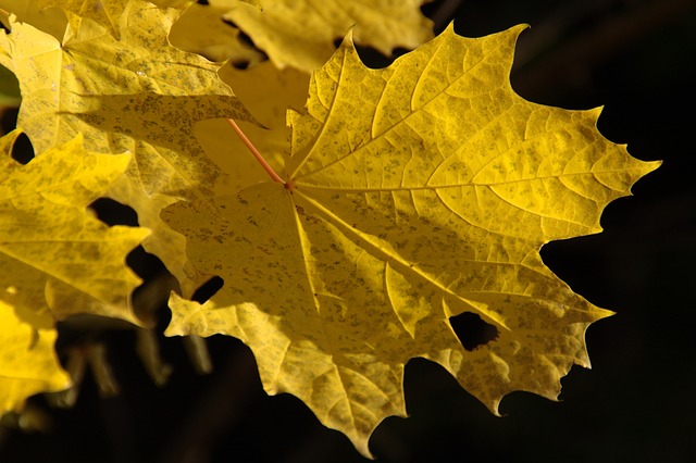 сценарий осеннего праздника - желтые листья на дереве осень