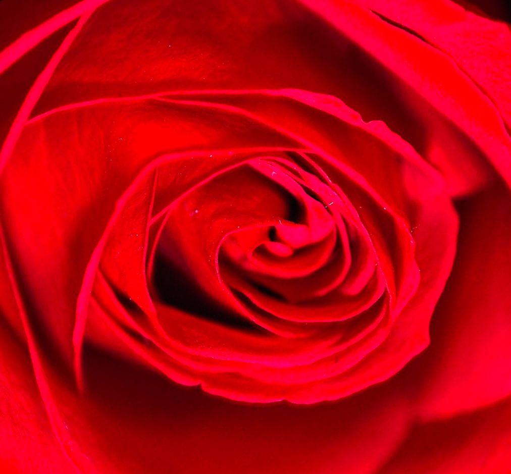 Красная роза - Юмористическая сценка на праздник Дня учителя
