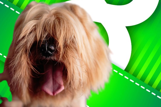 Собака, прическа - Весёлые конкурсы на праздник 8 Марта