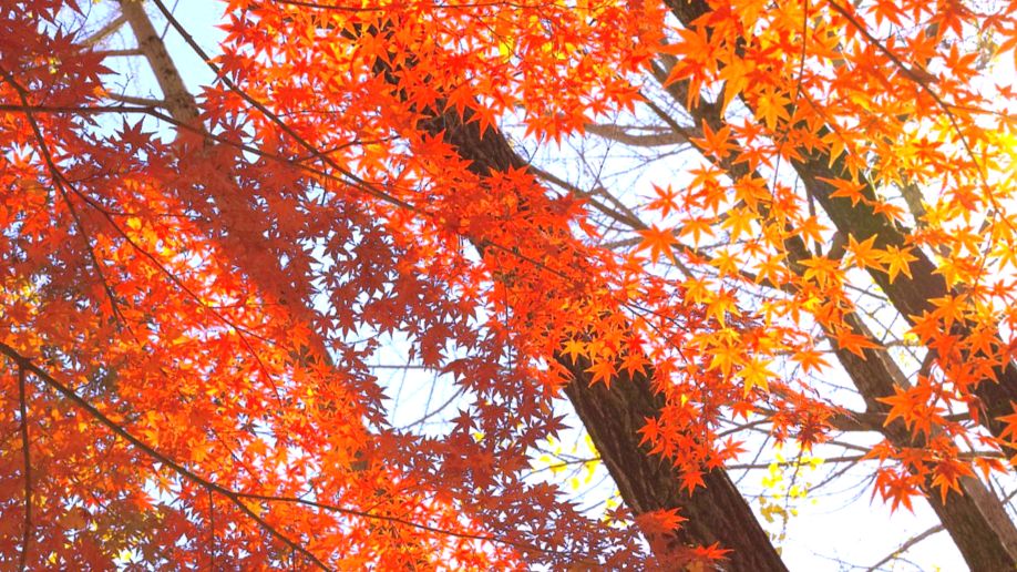 Деревья с желто-красными листьями - Праздник "Золотая осень"