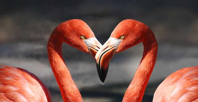 Внеклассное мероприятие День святого Валентина - птицы в форме сердца 