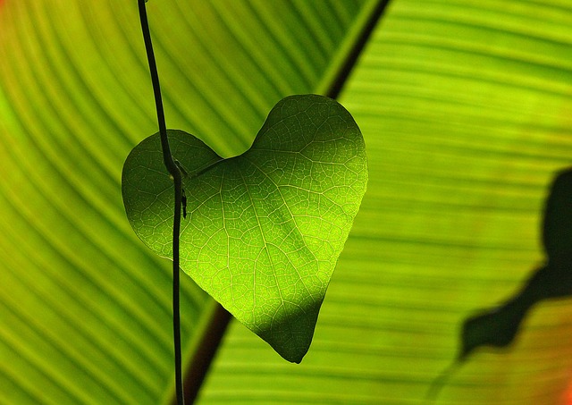 8 Марта сценарий для детей - зеленый лист на дереве в форме сердечка