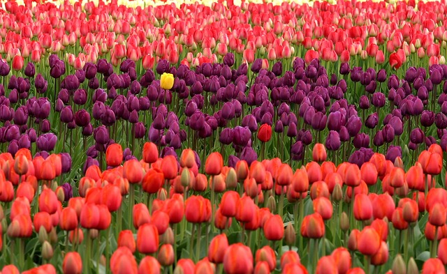 Юмористический сценарий 8 Марта - поле с тюльпанами разного цвета