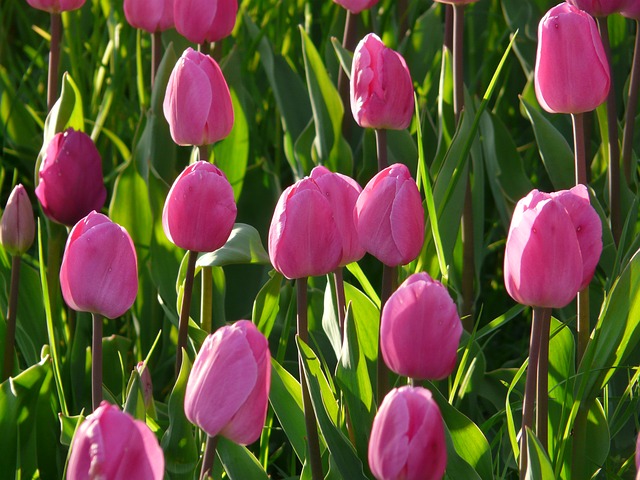 Юмористический сценарий на 8 Марта - розовые тюльпаны на поле