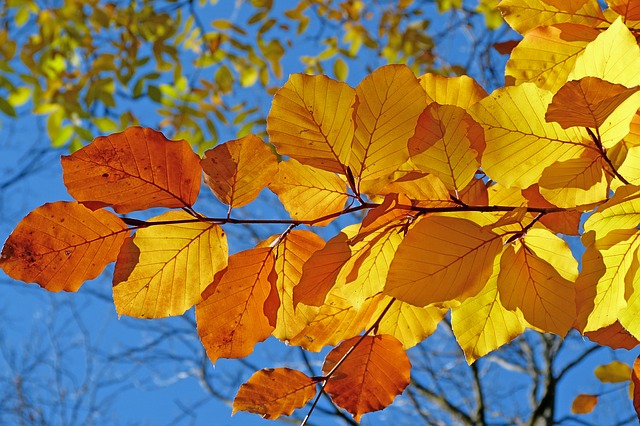 Осенний бал - желтые листья на осеннем дереве на фоне голубого неба