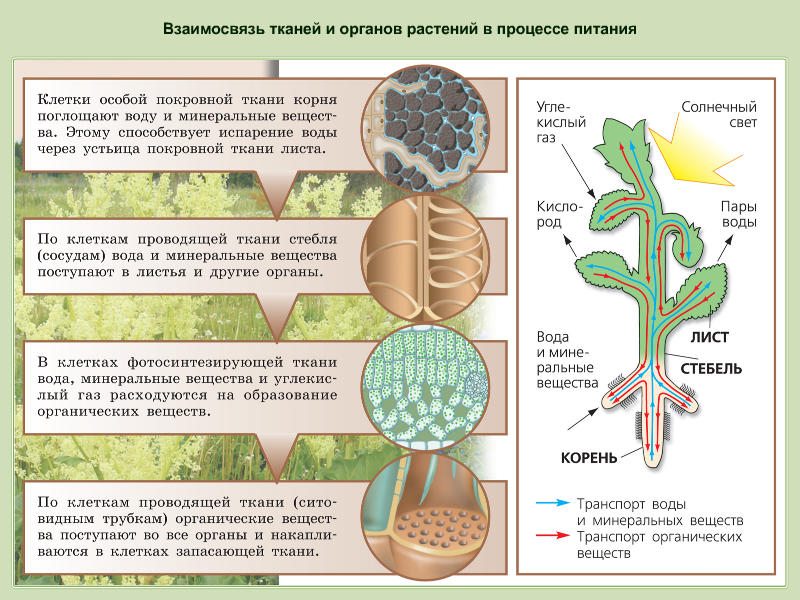 Какие процессы бывают в биологии. Ткани растительных организмов. Взаимосвязь клеток, тканей, органов. Клетки и ткани обеспечивающие транспорт веществ в растении. Выделение у растений схема. Взаимосвязи клеток, тканей и органов..