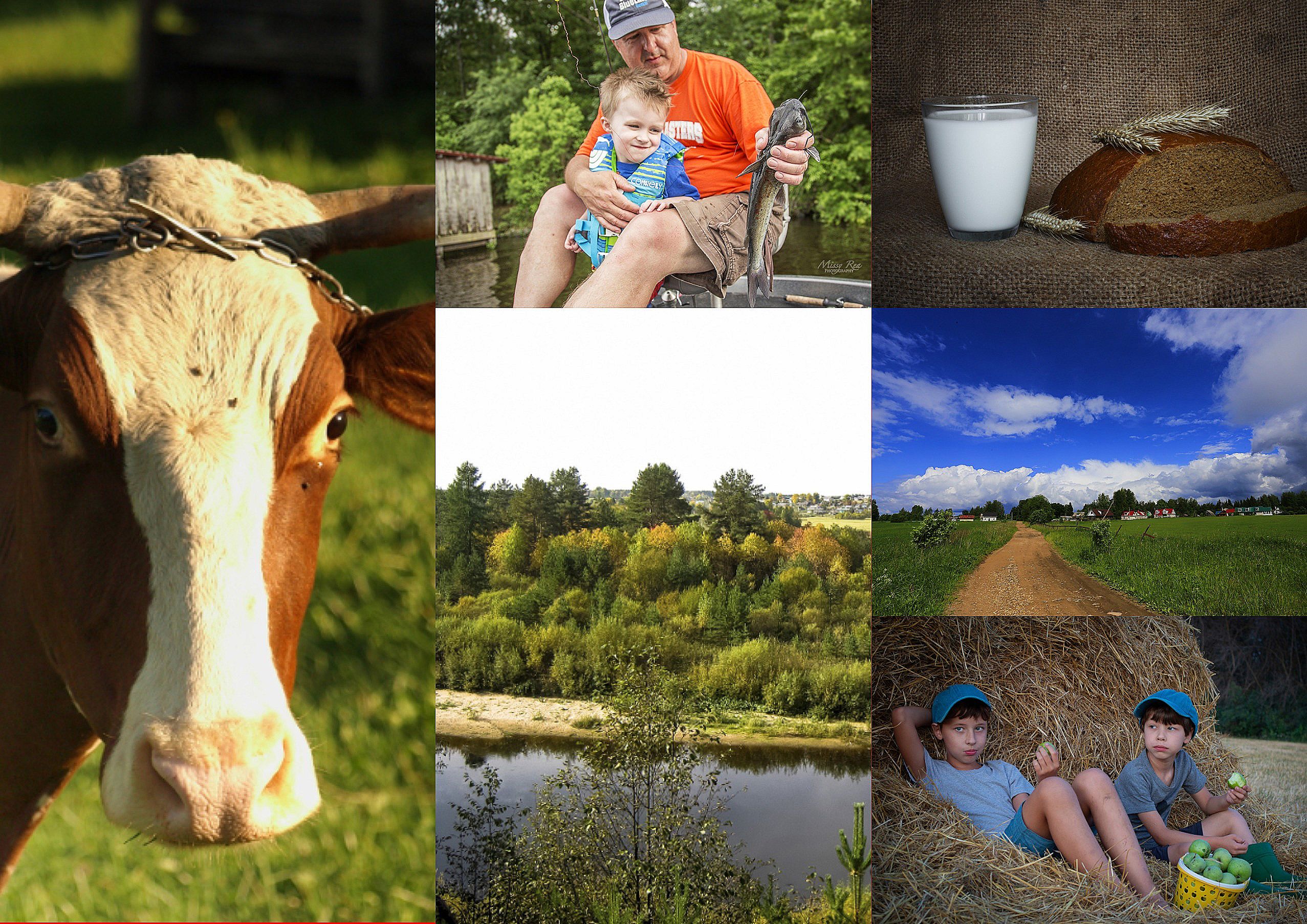 Коллаж, село, корова, лето, река - Смешное сочинение: «Как я провел лето!»