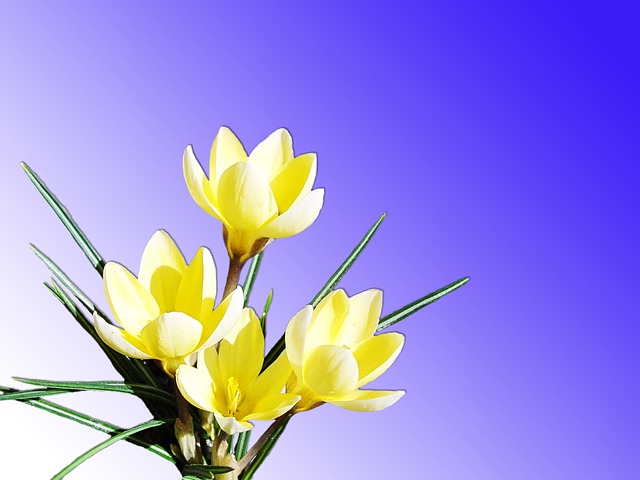 Сценка на 8 марта - букет цветов на праздник