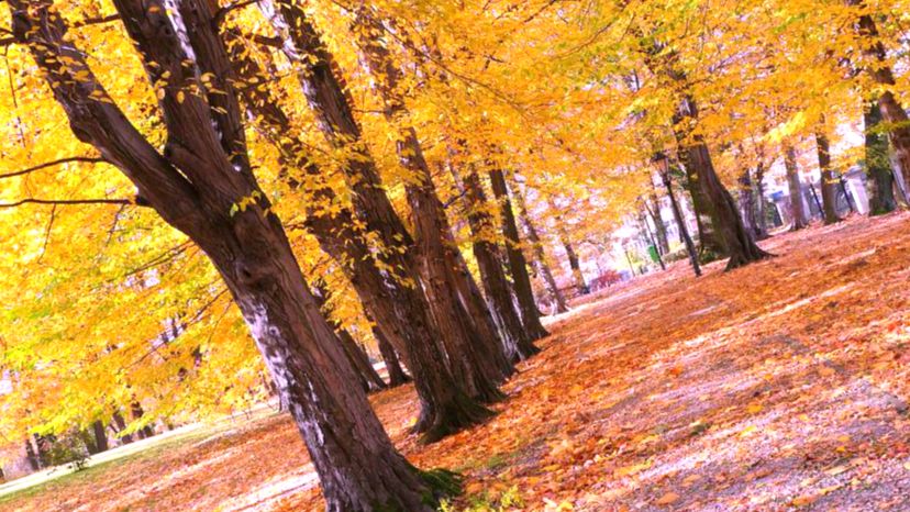 Осенние желтые деревья в парке - Праздник "Золотая осень"