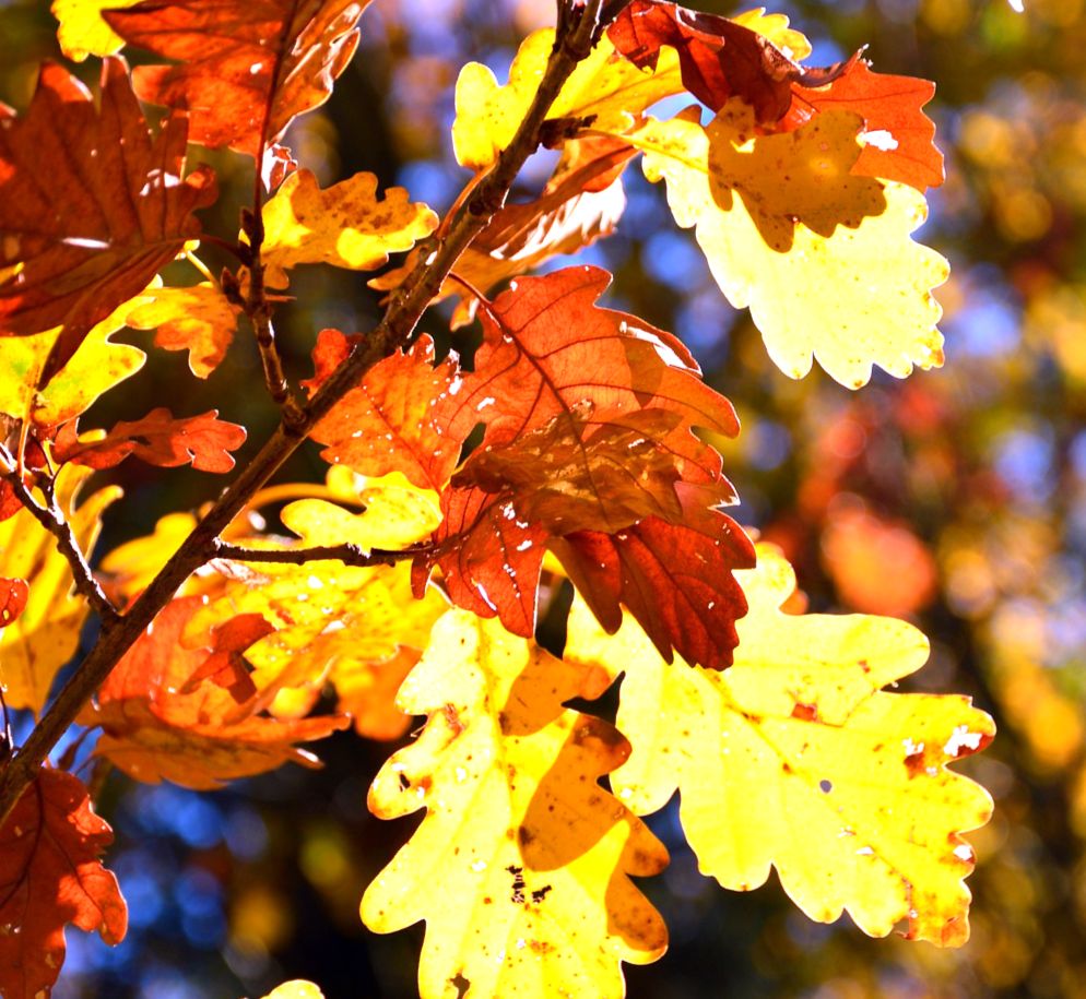 Желтые осенние листья - сценарий школьного праздника Осенний бал